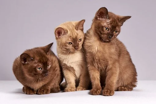 un congolais tue trois chats à Lisbonne